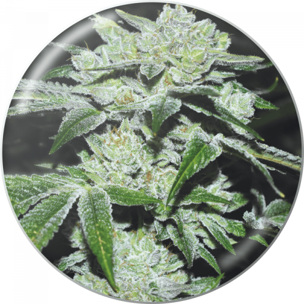 Sour Glue feminized, Medical Seeds