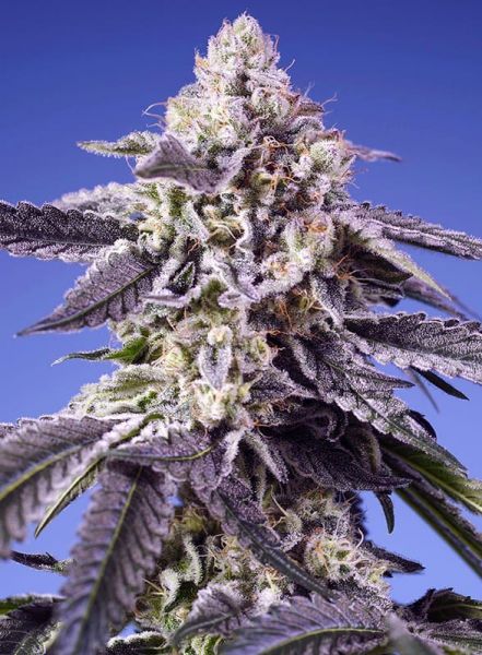 Auto Permanent Jealousy XL SWS115 feminized, Sweet Seeds