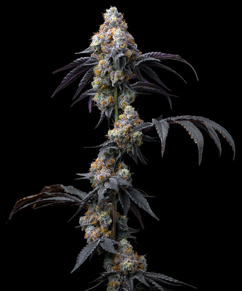 Rainbow Sherbet Feminised, Barney's Farm