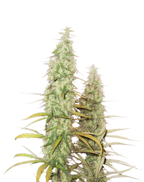 Santa Marta Haze Feminized, Seedstockers