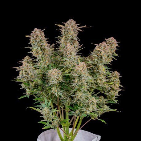 Auto Bruce Banner feminized, Fast Buds, 3 шт авто фемінізованих, 3