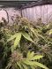Biscotti Gelato Feminized, Fast Buds