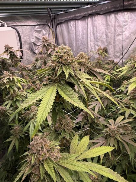 Biscotti Gelato Feminized, Fast Buds
