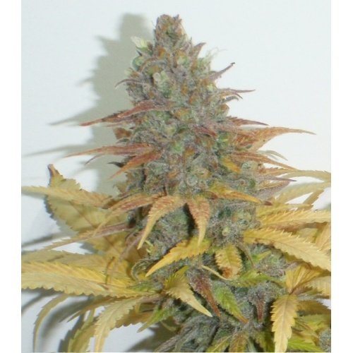 Fast Northern Lights feminized, семена поштучно