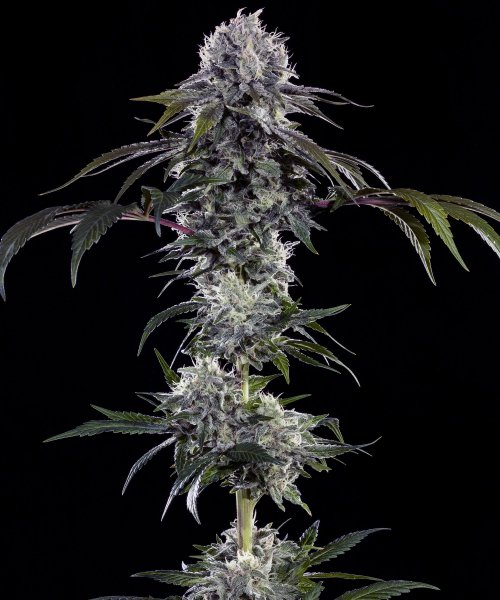 Durban Z Feminised, Barney's Farm
