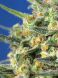 Fast Version F1 Crystal Candy SWS73 feminized, Sweet seeds