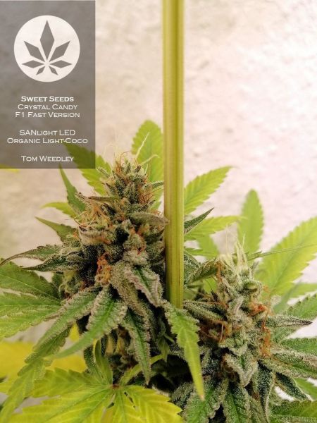 Fast Version F1 Crystal Candy SWS73 feminized, Sweet seeds