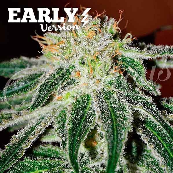 Early Version Black Russian feminized, Delicious Seeds