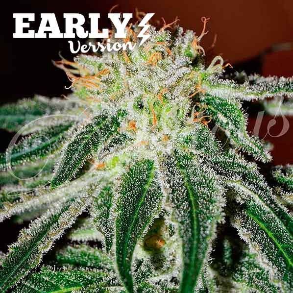 Early Version Black Russian feminized, Delicious Seeds
