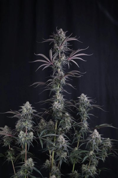 Auto Pineapple OG feminized, Fast Buds