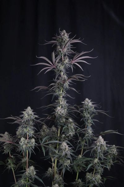 Auto Pineapple OG feminized, Fast Buds