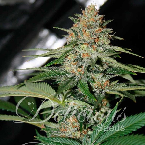 Cheese Candy feminized, Delicious Seeds