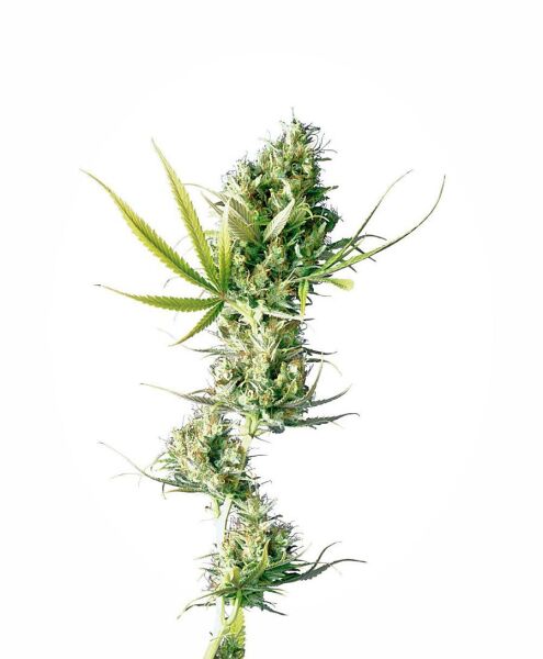 Durban Feminized Seeds, Sensi Seeds