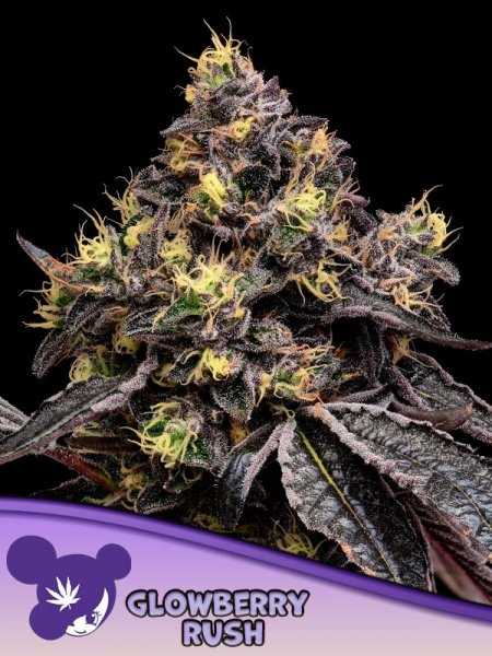 Glowberry Rush feminized, Anesia Seeds