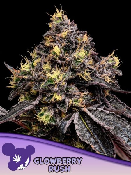 Glowberry Rush feminized, Anesia Seeds