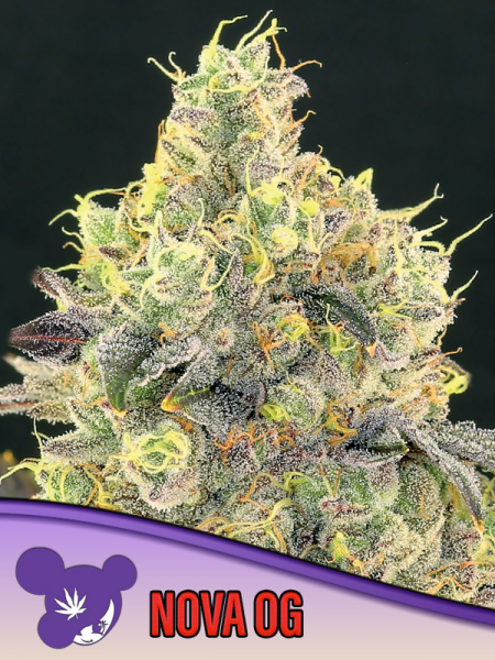 Nova OG feminized, Anesia Seeds