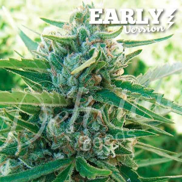 Early Version Sugar Black Rose feminized, Delicious Seeds