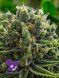 White Runtz feminized, Anesia Seeds