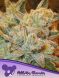 White Runtz feminized, Anesia Seeds