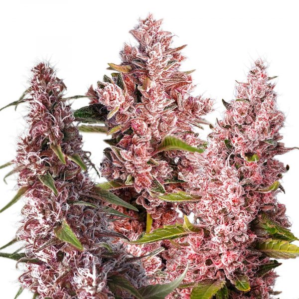 Fast Tropicanna Cookies feminized, семена поштучно