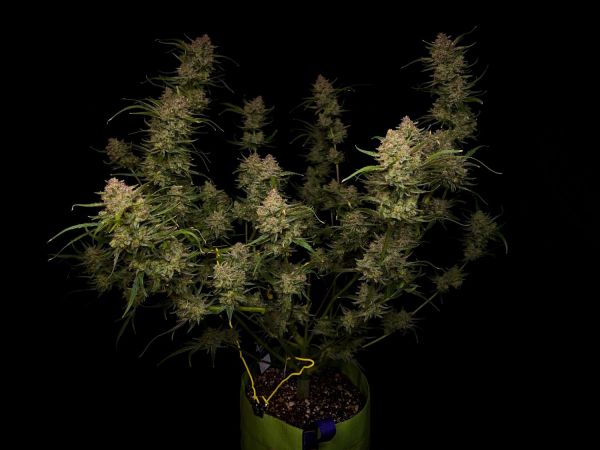 Auto Guava RF3 feminized, Fast Buds