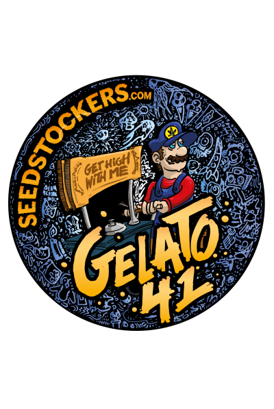 Auto Gelato 41 feminized, Seedstockers