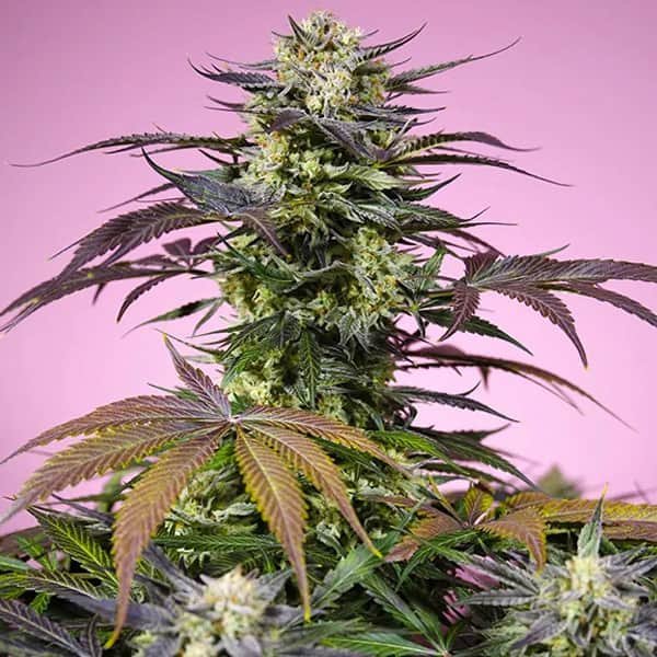 Gelonade SWS123 feminized, Sweet Seeds