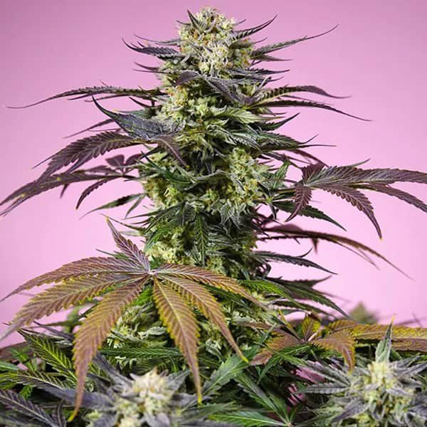 Gelonade SWS123 feminized, Sweet Seeds