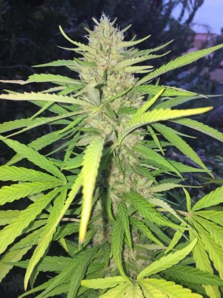 Sugar Candy feminized, Delicious Seeds