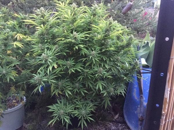 Sugar Candy feminized, Delicious Seeds