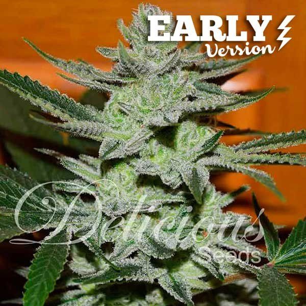 Early Version Unknown Kush feminized, Delicious Seeds