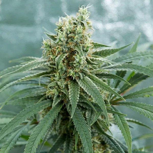 Fast Girl Scout Cookies feminized, семена поштучно