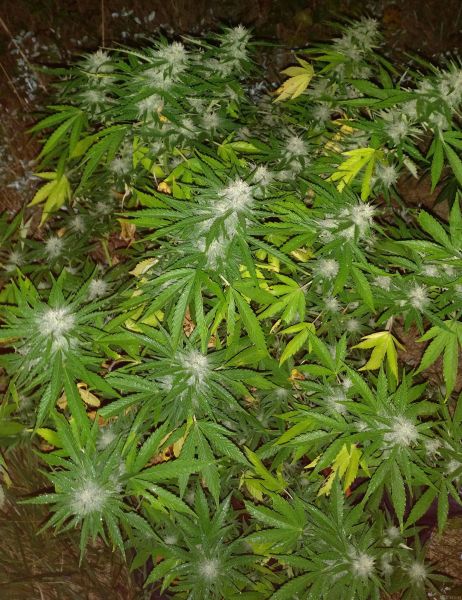 Fast Version F1 Sweet Cheese SWS42 feminized, Sweet Seeds