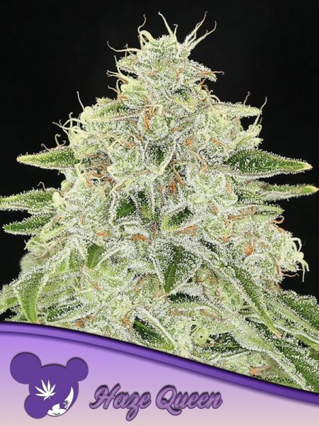 Haze Queen feminized, Anesia Seeds