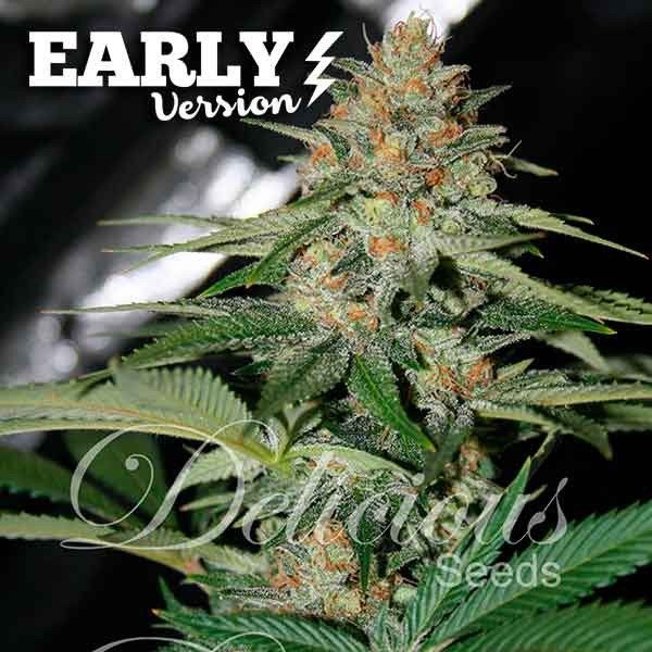 Early Version Delicious Candy feminized, Delicious Seeds, 3 шт фемінізованих, 3