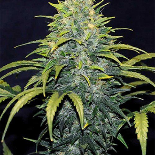 Fast Bruce Banner  feminized, семена поштучно