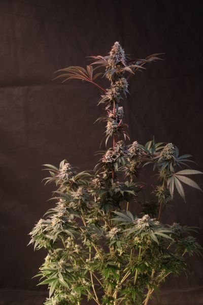 Lemon Cherry Runtz Feminized, Fast Buds