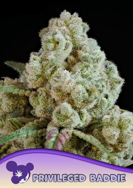 Privileged Baddie feminized, Anesia Seeds