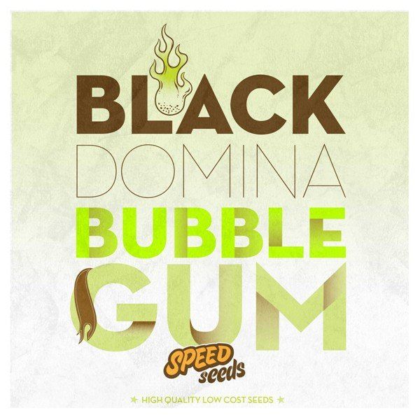 Black Domina x Bubble Gum feminized, Speed Seeds