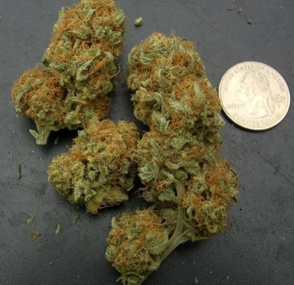 Early Version Northern Light Blue feminized, Delicious Seeds