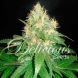 Early Version Northern Light Blue feminized, Delicious Seeds