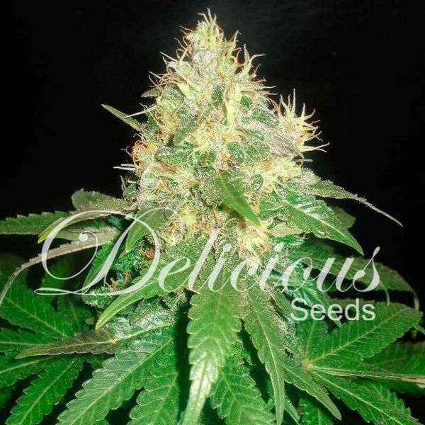 Early Version Northern Light Blue feminized, Delicious Seeds