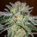Early Version Northern Light Blue feminized, Delicious Seeds