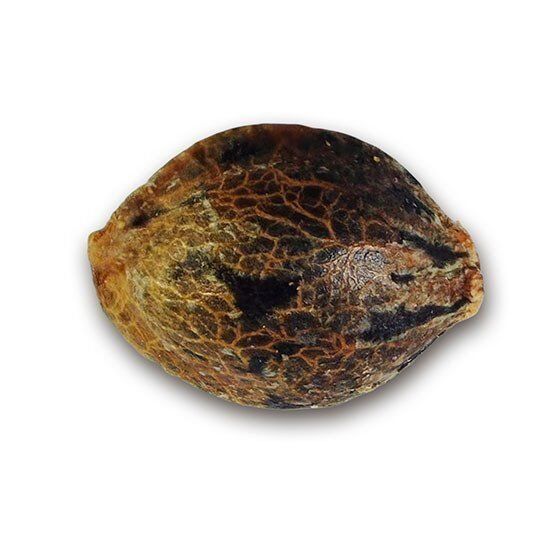 Early Version Northern Light Blue feminized, Delicious Seeds