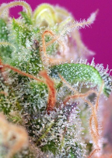 S.A.D. Sweet Afgani Delicious S1 SWS02 feminized, Sweet Seeds