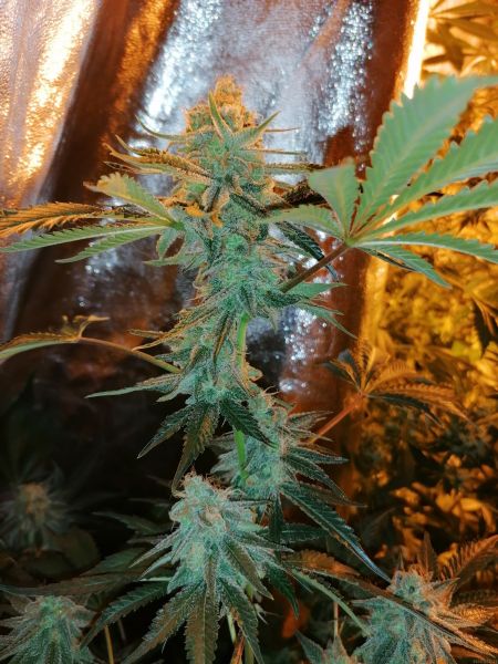 S.A.D. Sweet Afgani Delicious S1 SWS02 feminized, Sweet Seeds