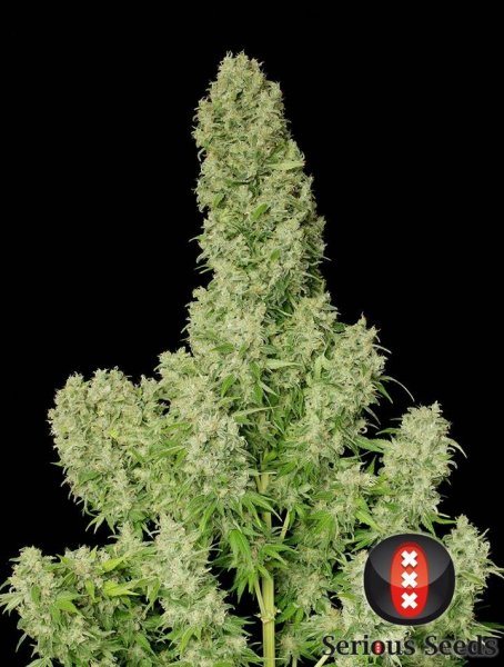 White Russian feminized, Serious Seeds