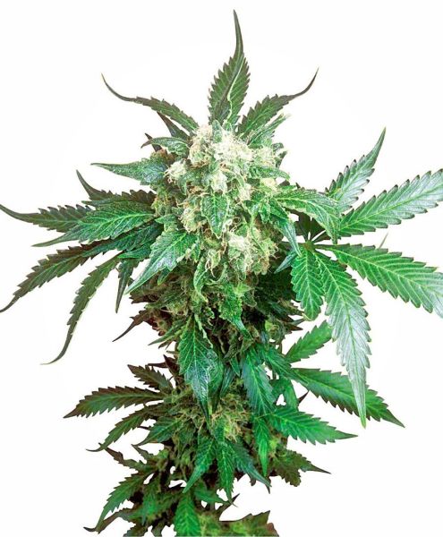 Black Domina&reg; Seeds, 10 звичайних, 10