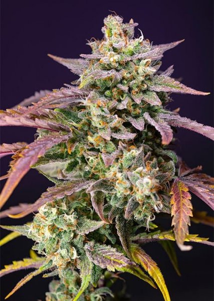 Fast Version F-1 Pink Guava SWS124 feminized, Sweet Seeds