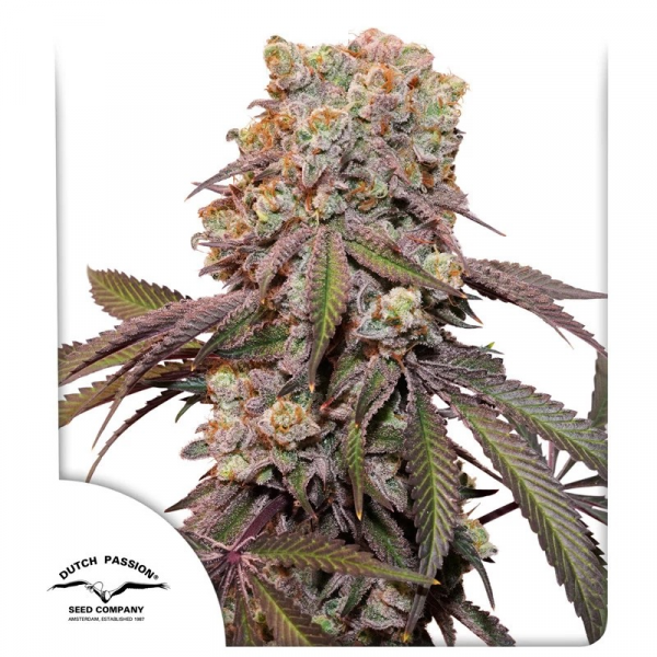 Auto Candy Bubatz XL feminised, Dutch Passion